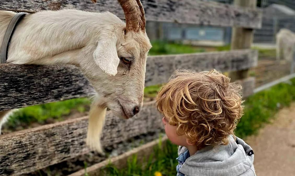 10 Things To Do With Toddlers In Melbourne Get Upto 30 Off