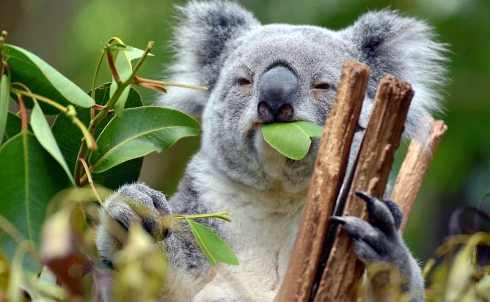 Koala Park Sanctuary