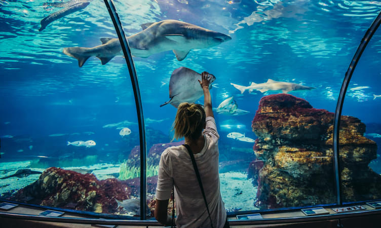 Explore Underwater World Barcelona Aquarium