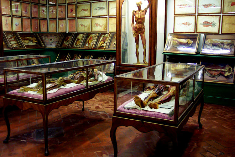 Witness The Wax Human Models In La Specola Museum