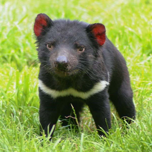 Get Up Close with Some Tasmanian Devils