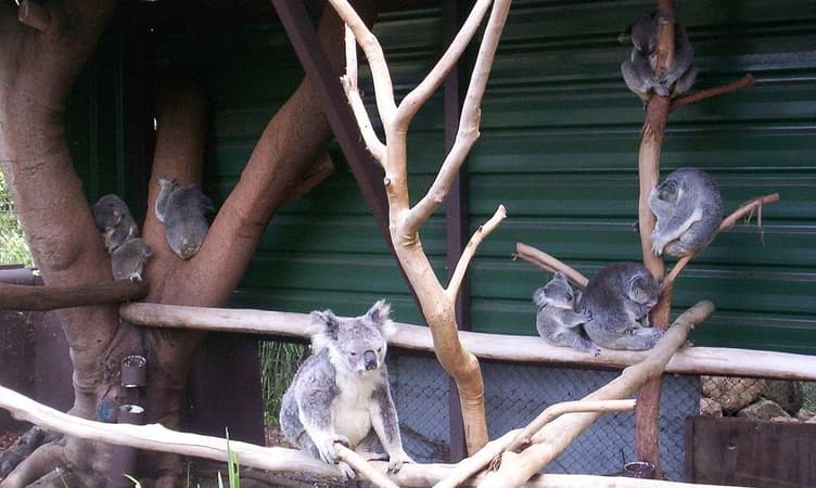 10 Things to Do in Brisbane with Kids| Get Upto 15% Off
