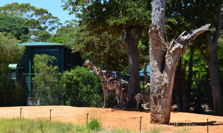Perth Zoo Australia 15 Things to Do in Perth with kids | Get UPTO 30% Off