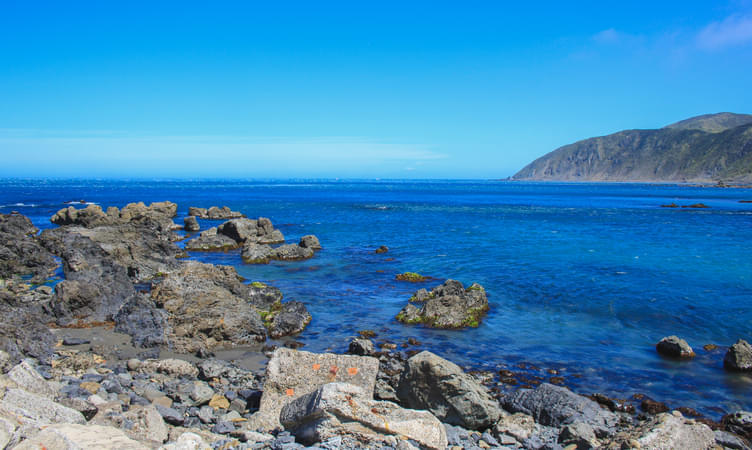Visit the Taputeranga Marine Reserve's Island Bay Education Center