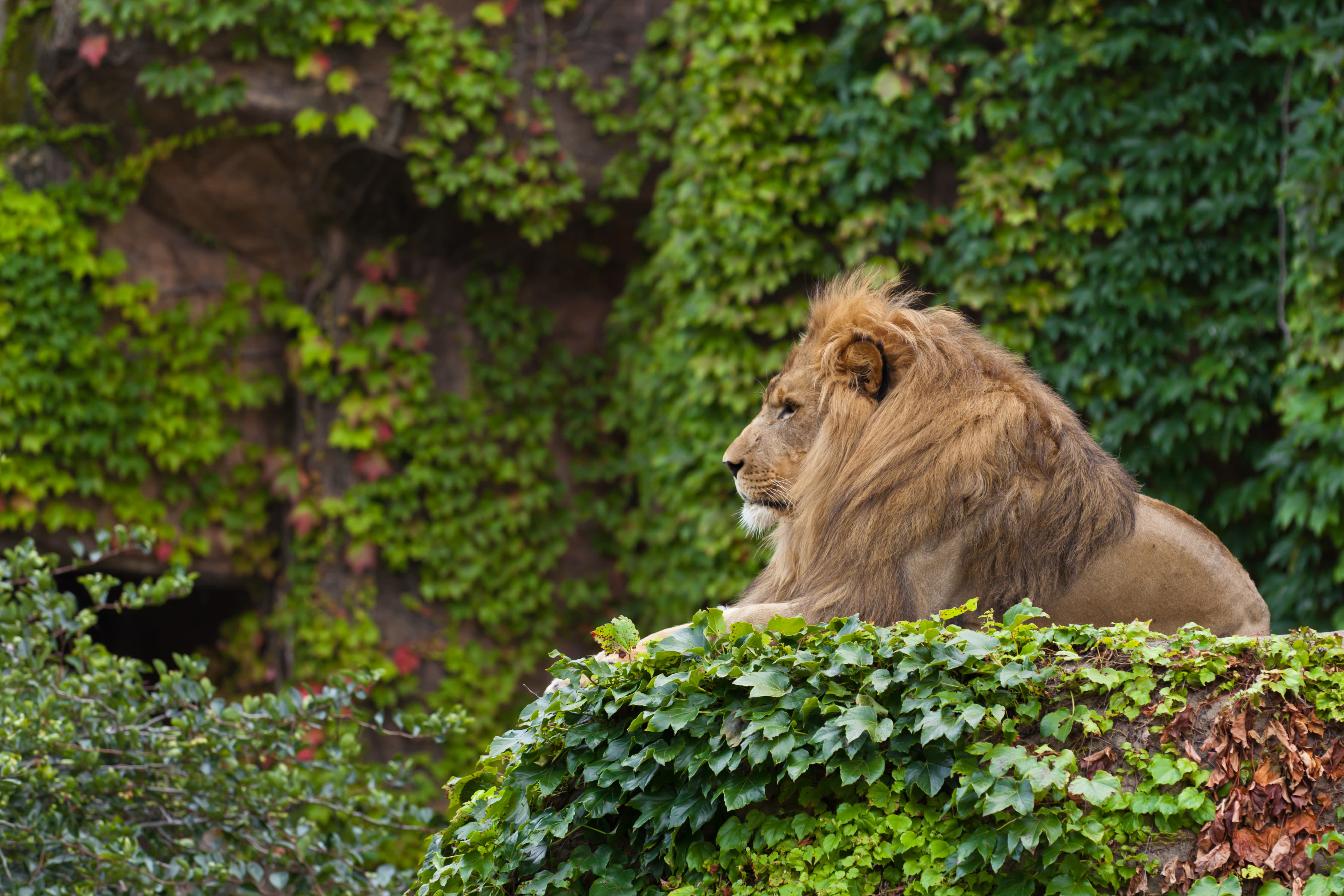 9 Zoos In Chicago To Discover the Incredible Wildlife!