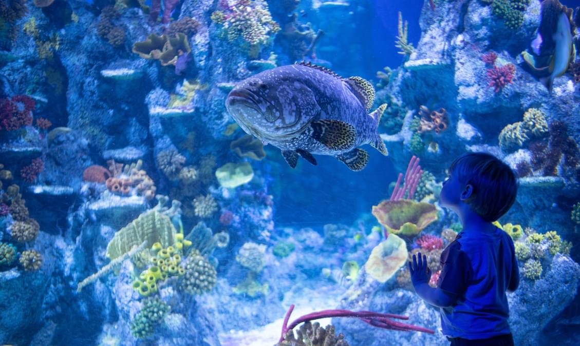 10 Zoos and Aquariums in Las Vegas That You Must Checkout!