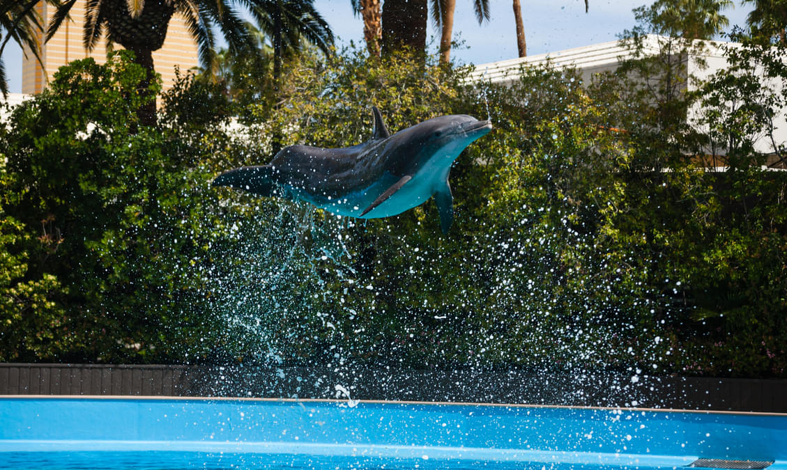 10 Zoos and Aquariums in Las Vegas That You Must Checkout!