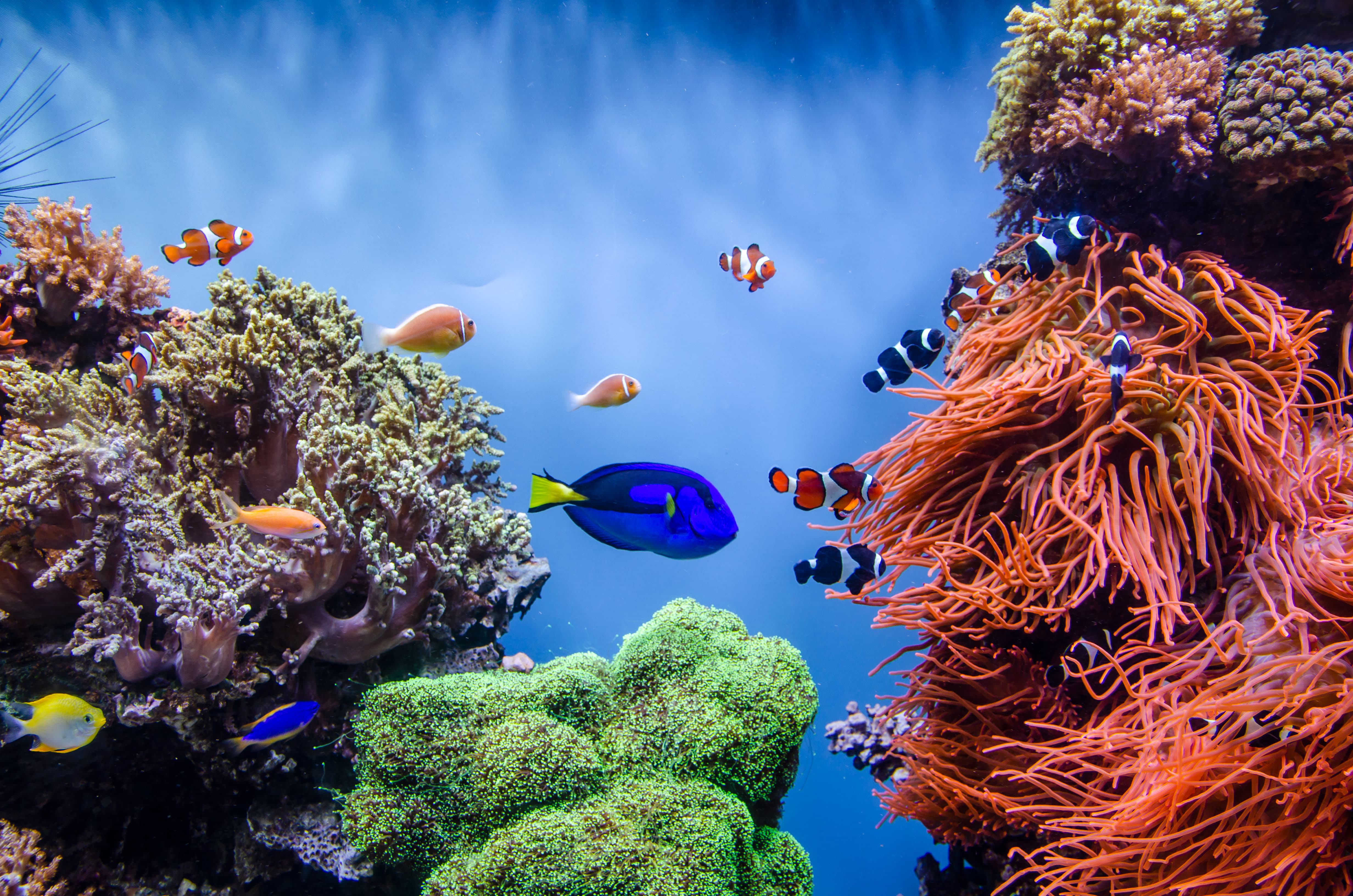 15 Best Aquariums in USA For An Unforgettable Experience!