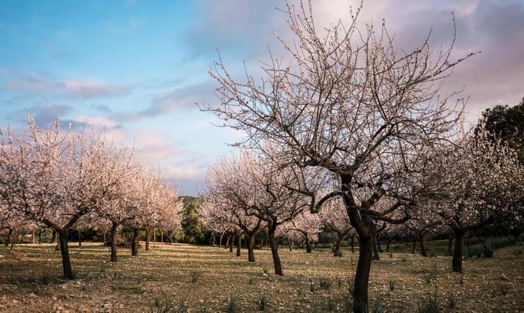 Enjoy the Almond Blossom in Mallorca