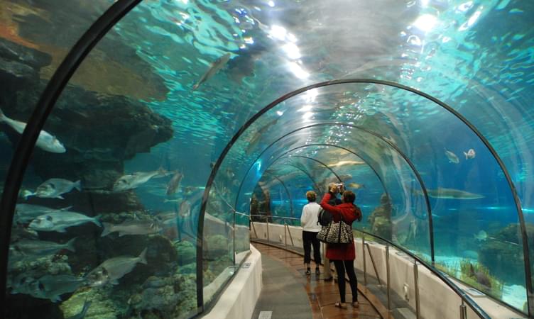 Experience The Marine World At Barcelona Aquarium