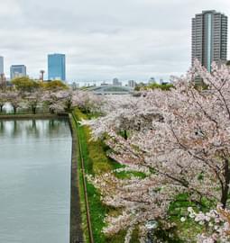 5 Must Visit Cherry Blossom Spots in Japan This Season