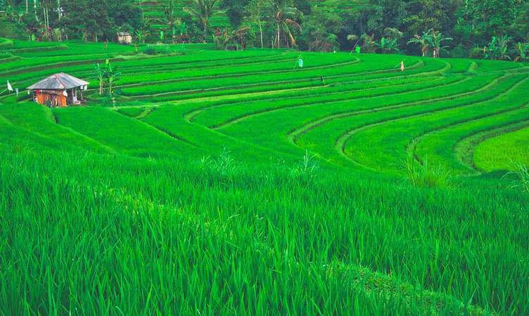 Bali Itinerary 7 days | Day 2 - Ubud + Tegalalang Rice Terraces