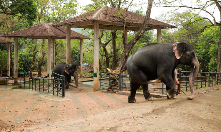 Konni Elephant Training Center