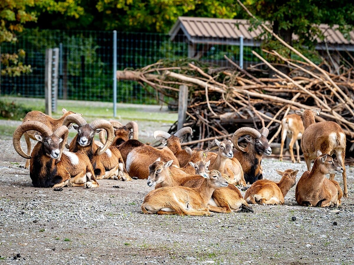 Visit Wildpark Bruderhaus