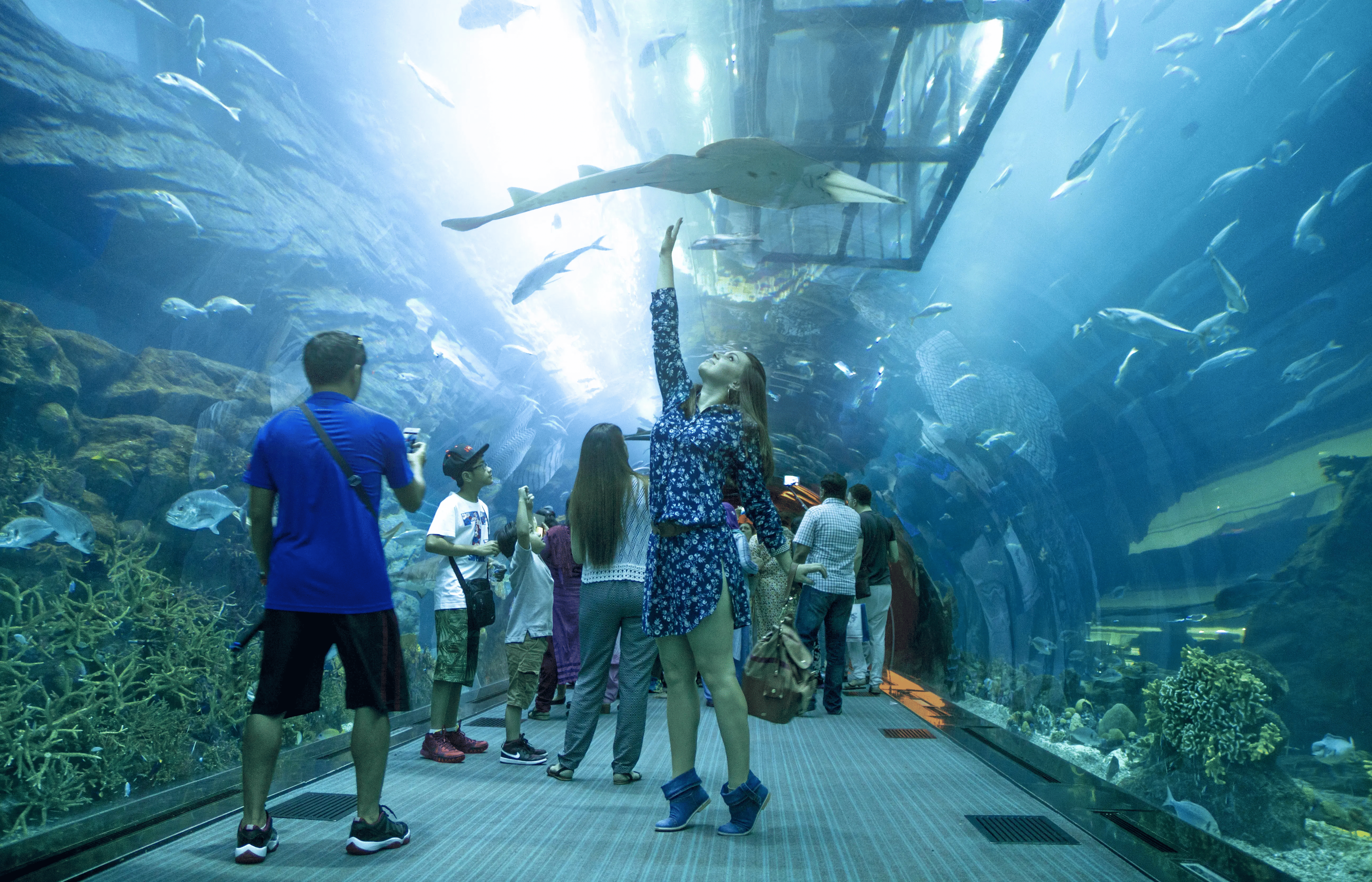 10 Amazing Dubai Mall Aquarium Facts You Should Know