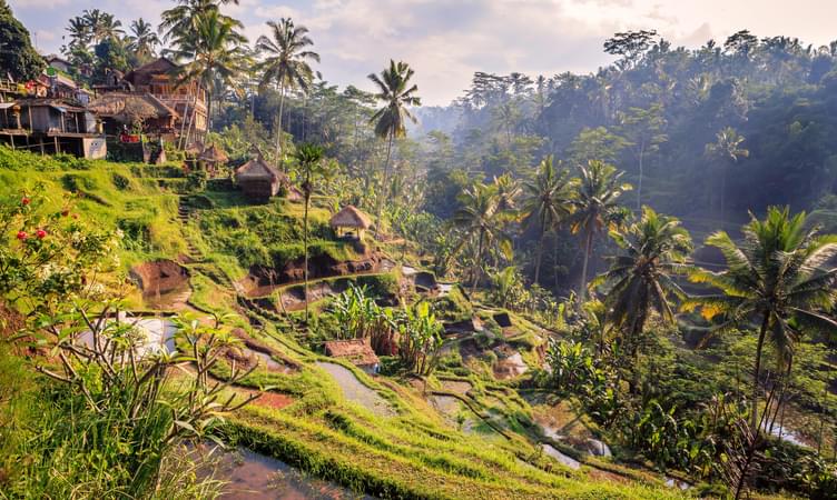 Cost For the Bali Trip