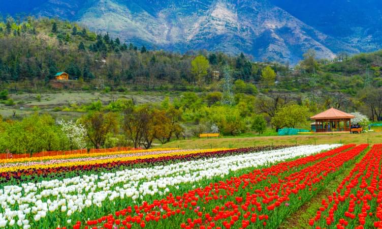 Indira Gandhi Memorial Tulip Garden