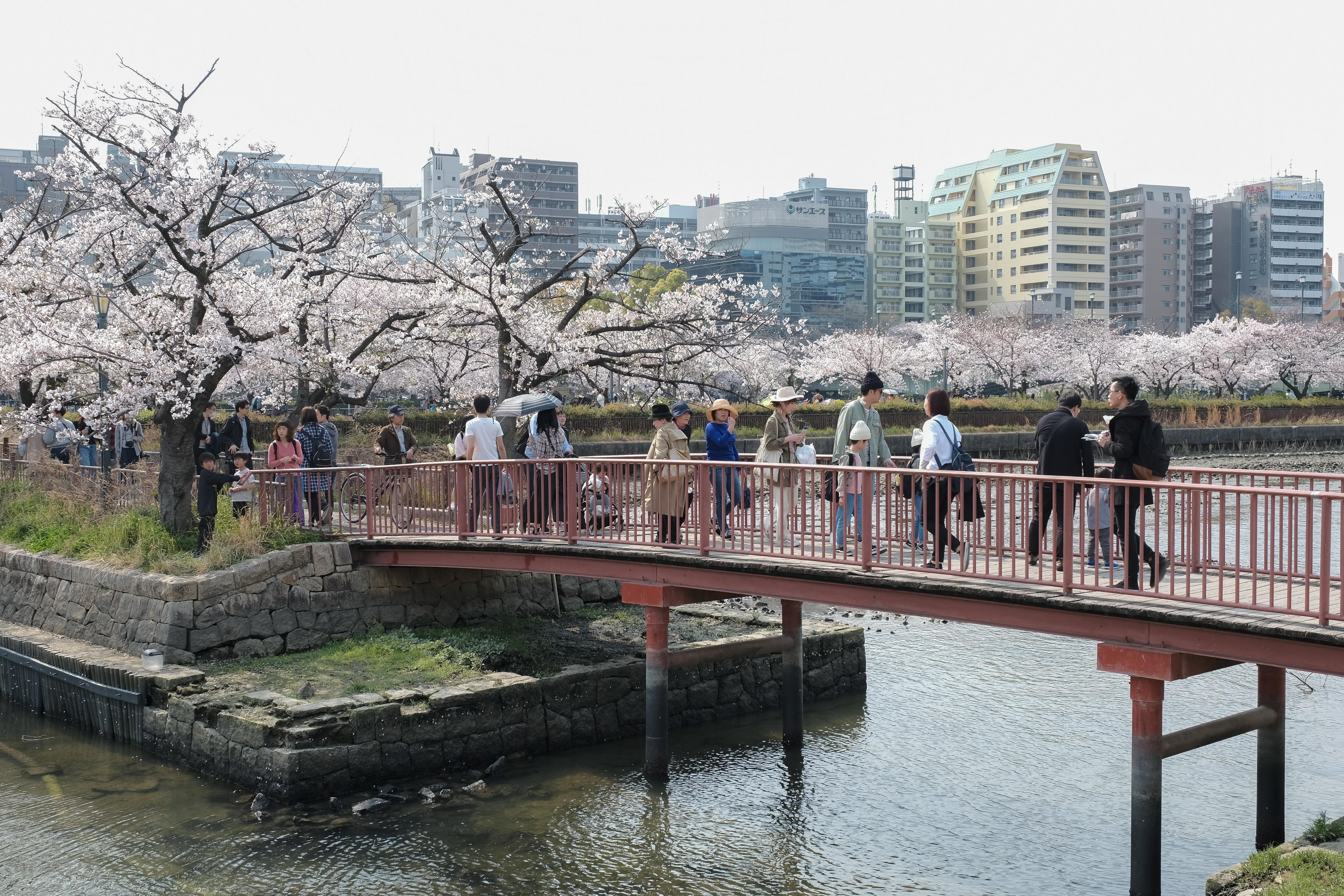 Beyond Cherry Blossoms: Other Flowers To See In Japan