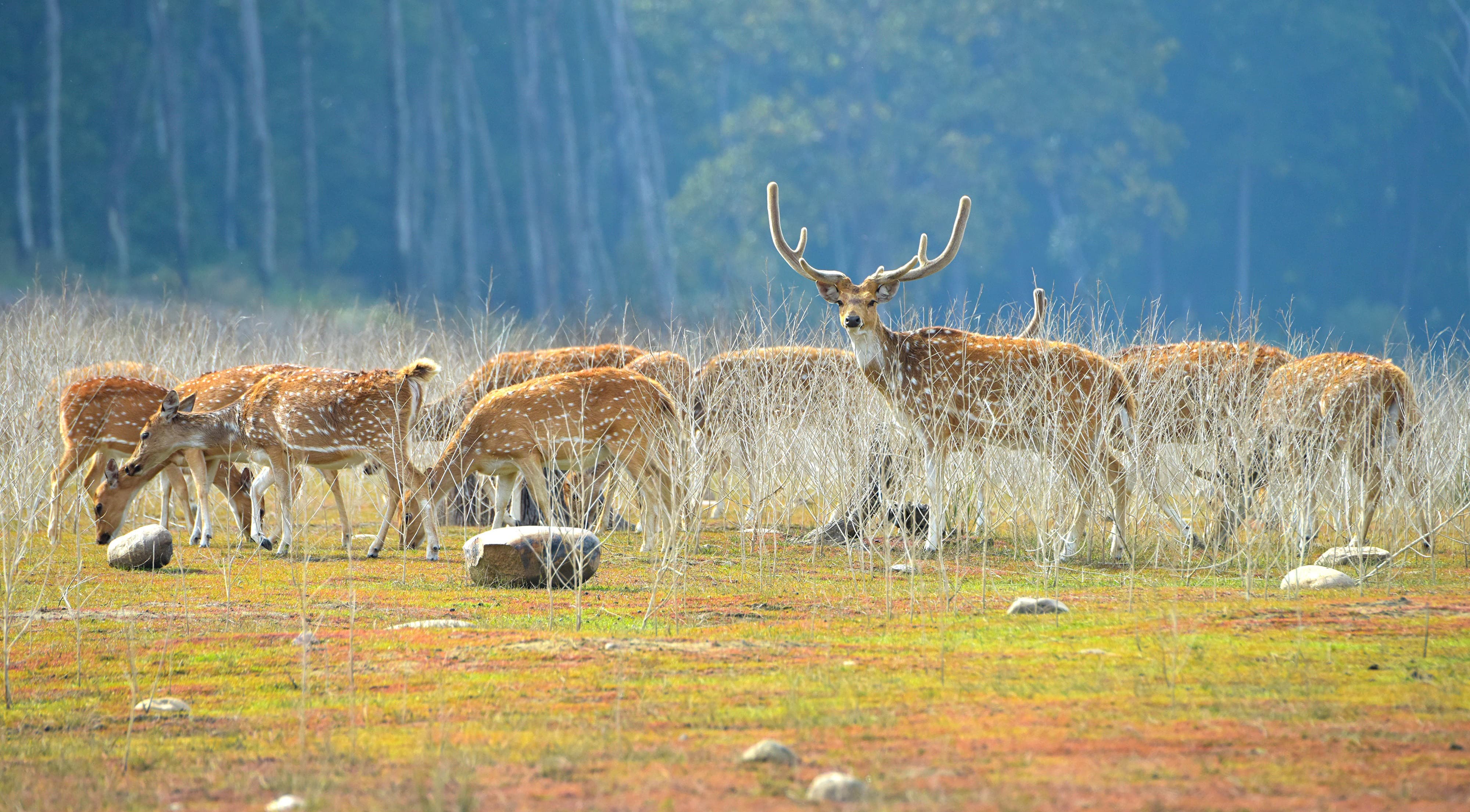 Jim Corbett National Park, Uttarakhand: Get Closer To Nature And Wildlife