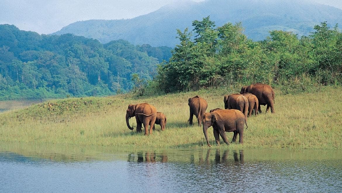 Periyar Wildlife Sanctuary, Kerala: The Heartbeat Of Kerala’s Wildlife