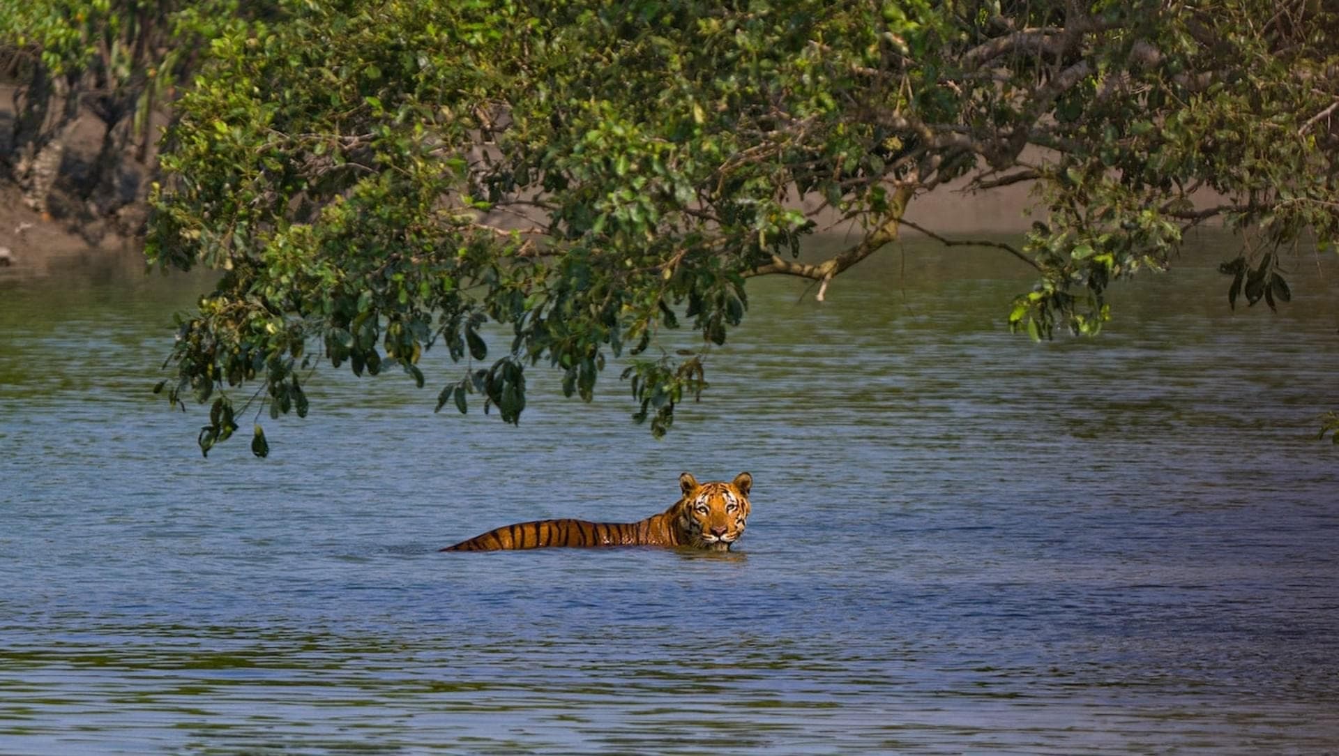 Sundarbans, West Bengal: The Land Of Royal Bengal Tigers