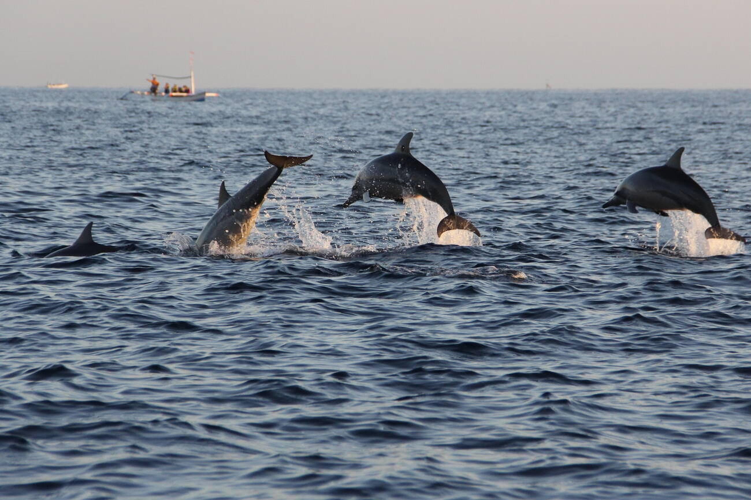 Day 2: Dolphin Watching Tour and Muscat Exploration