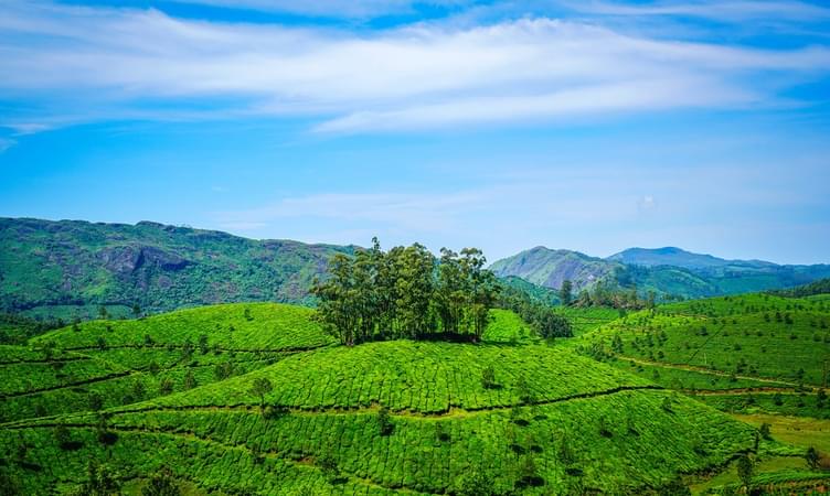 Munnar, Kerala
