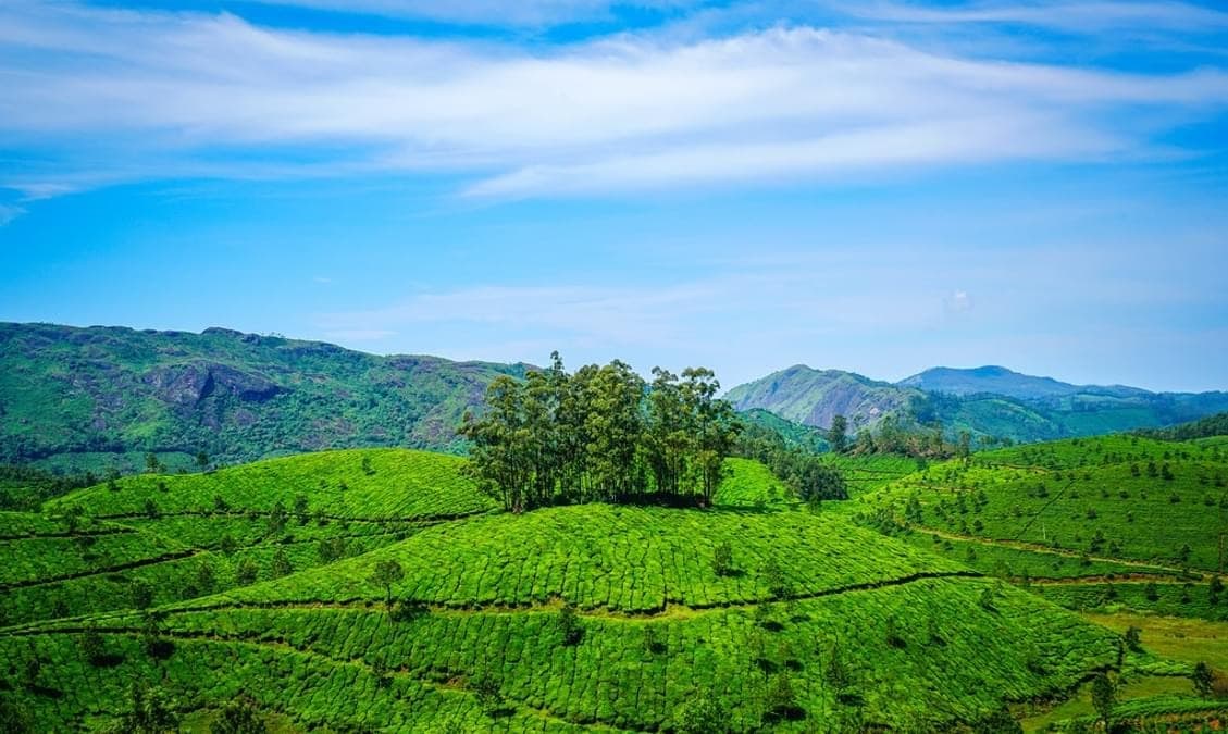 Munnar, Kerala - Tea Gardens and Winding Roads