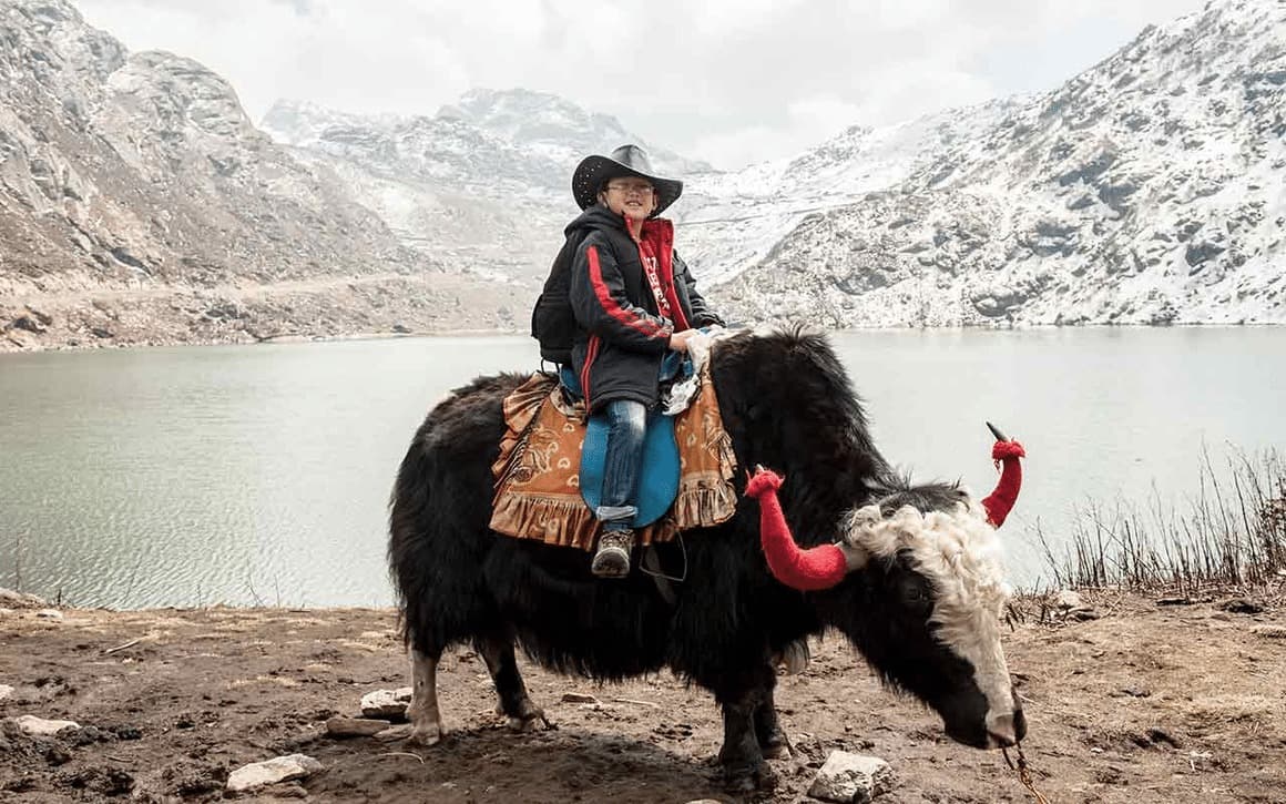 Spot yaks and Himalayan wildlife in alpine regions