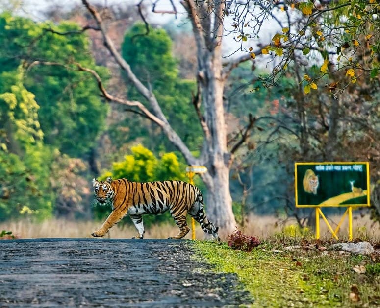  Tadoba National Park, Maharashtra