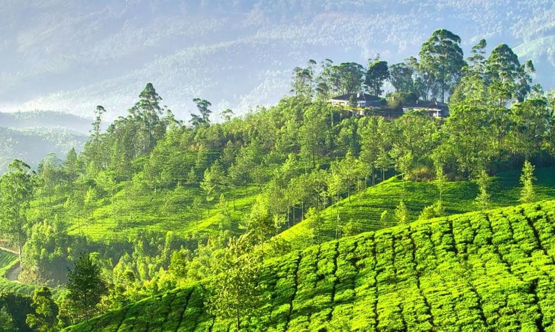 Munnar, Kerala