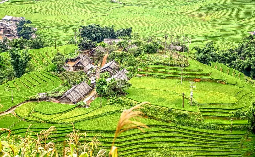 Explore Rice Terraces In Sapa