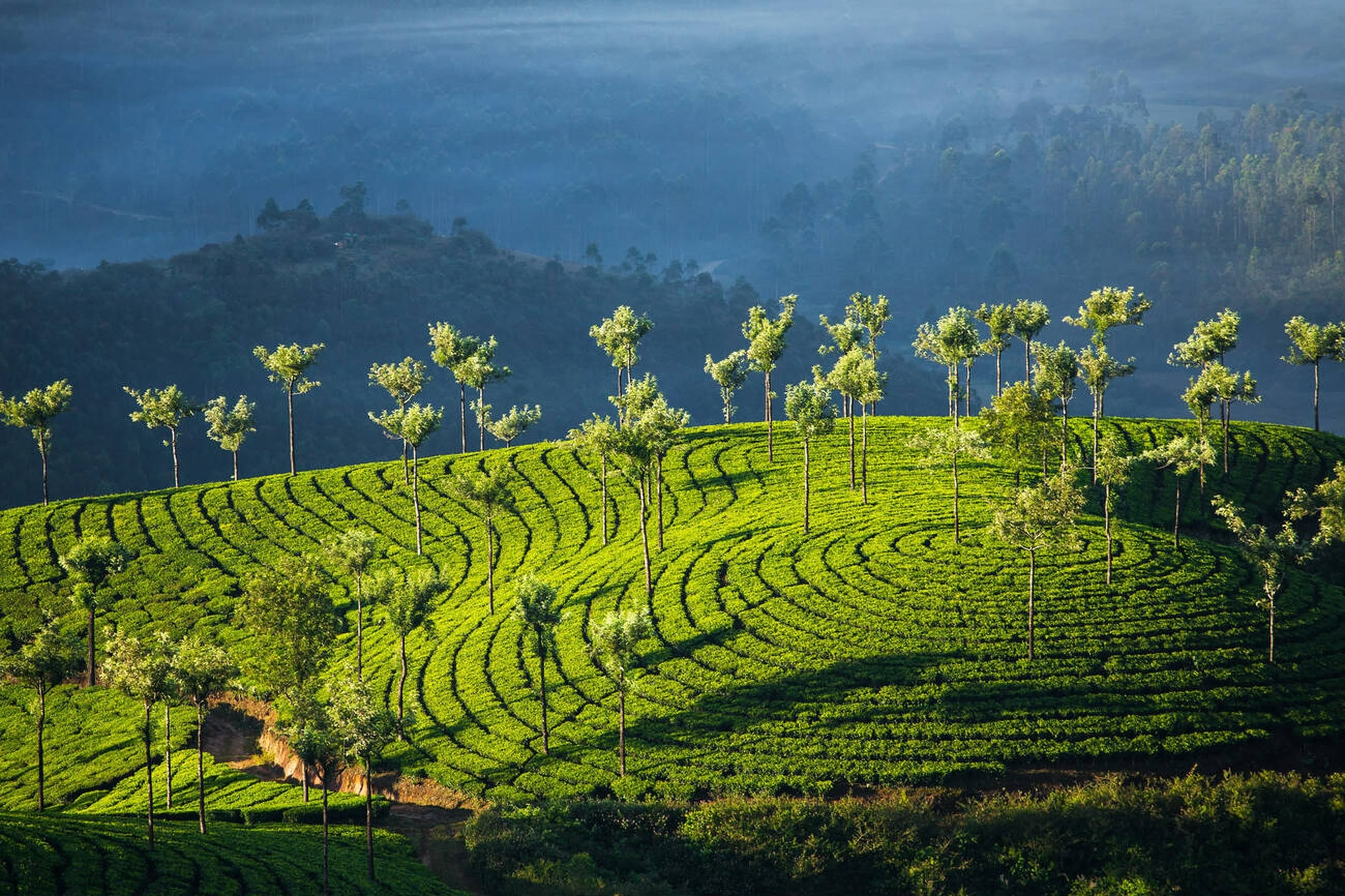 Munnar, Kerala