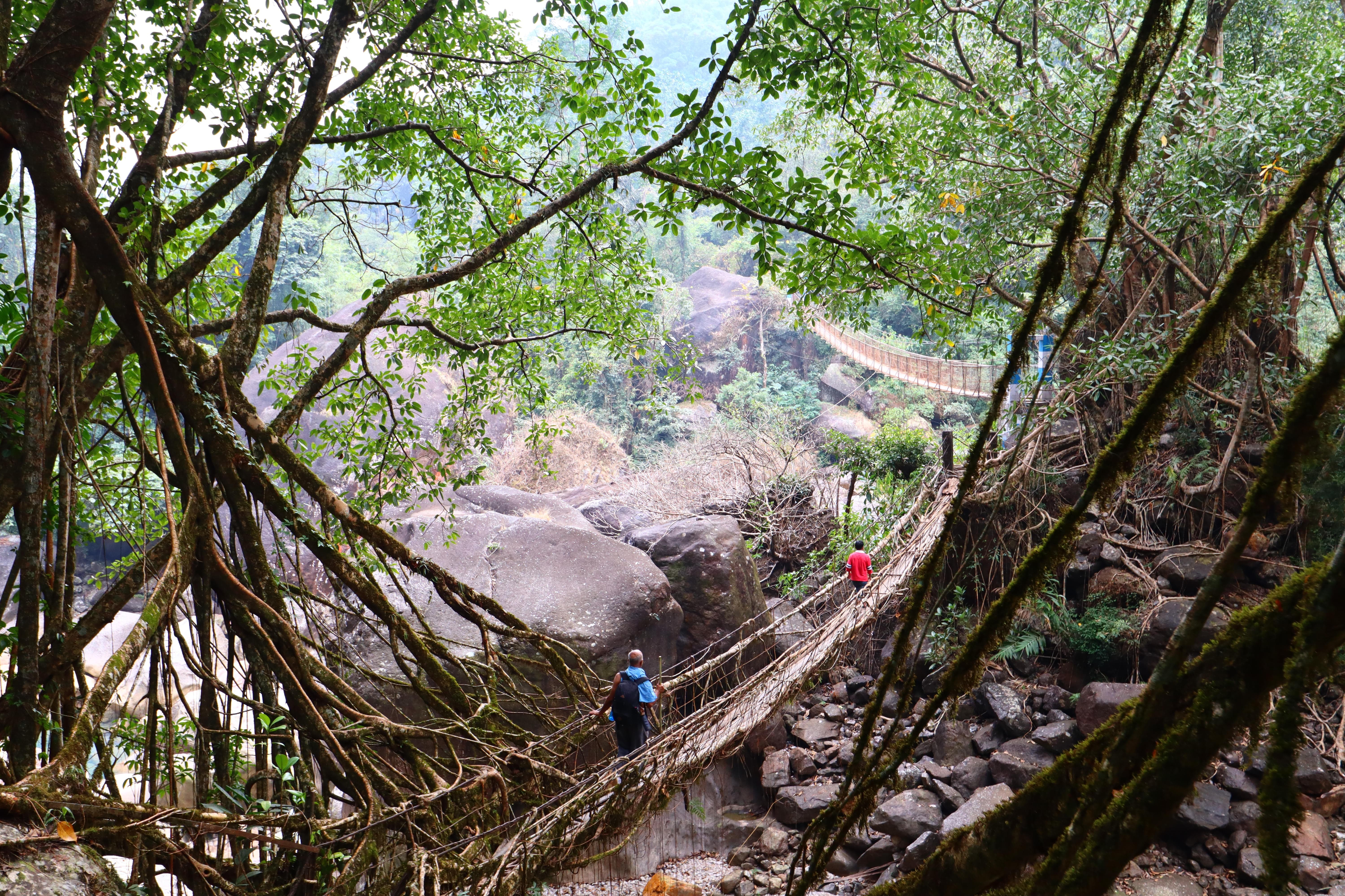Cherrapunji Living Root Bridge
