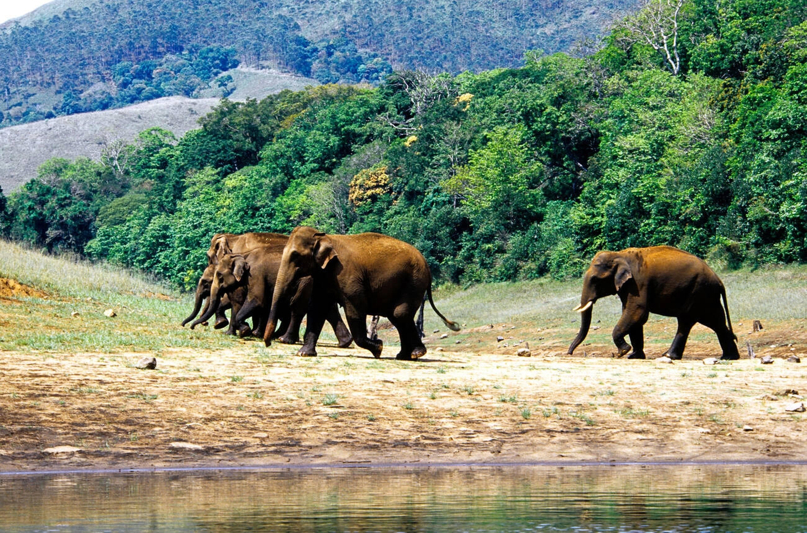 Explore Periyar Wildlife Sanctuary