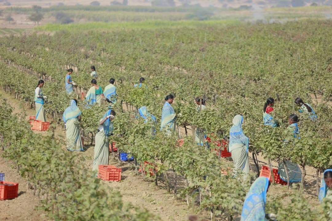 Fratelli Wines, Akluj, Maharashtra