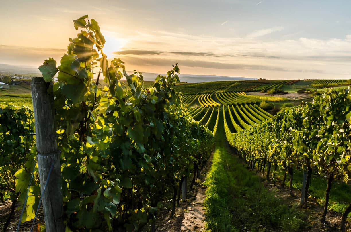Chateau d’Ori, Dindori, Maharashtra
