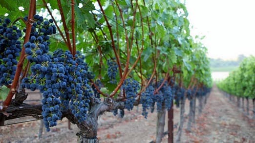 Kadu Winery, Channapatna, Mysore Highway