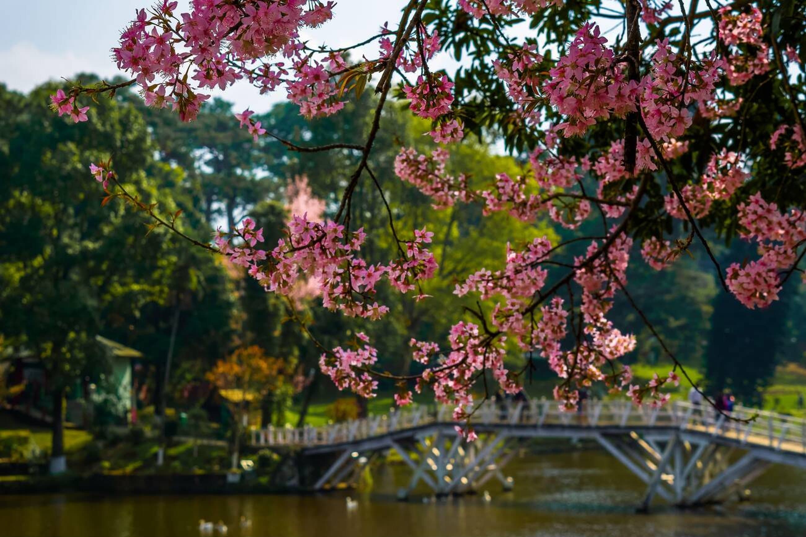 What To Expect At The Cherry Blossom Festival In Shillong?