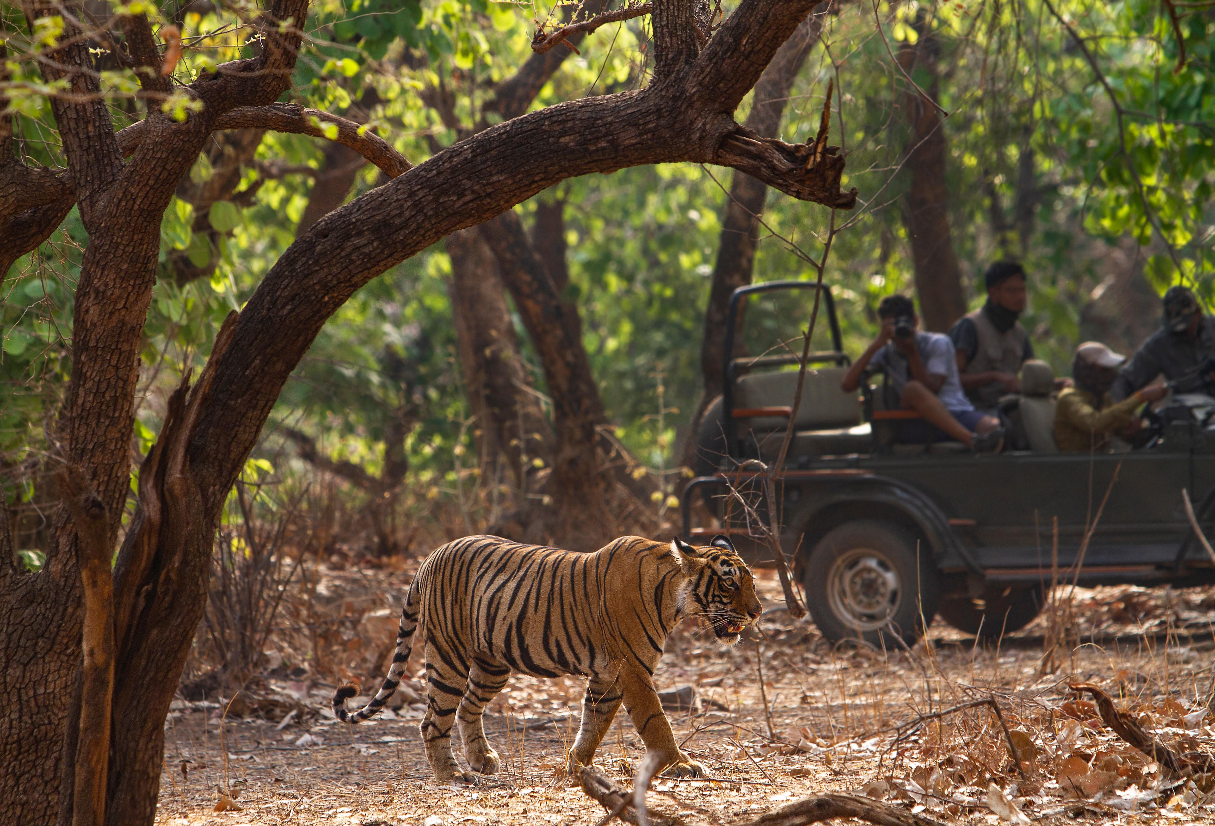 Jim Corbett National Park, Uttarakhand