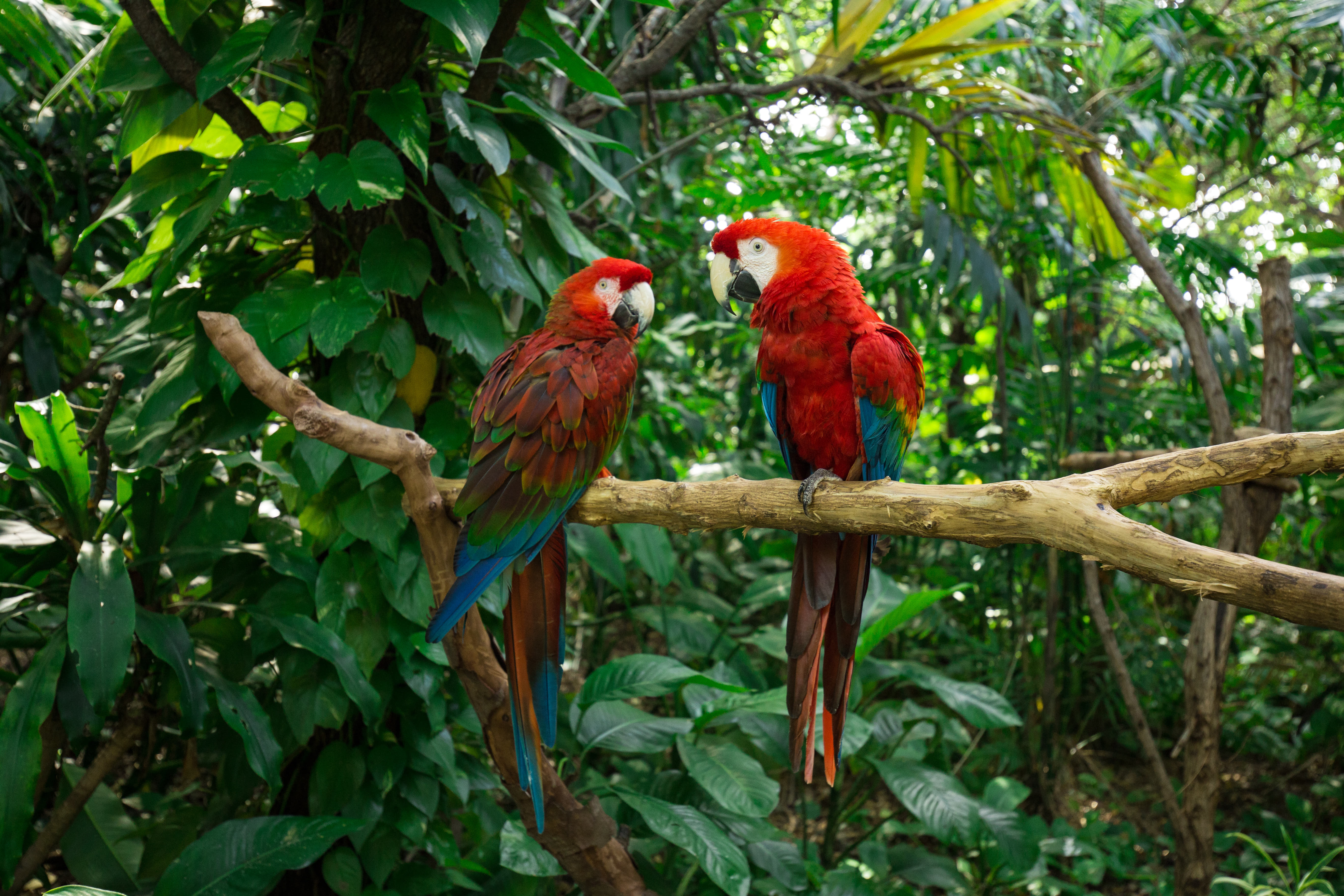 Encounter Thousands Of Parrots At Parrot Island