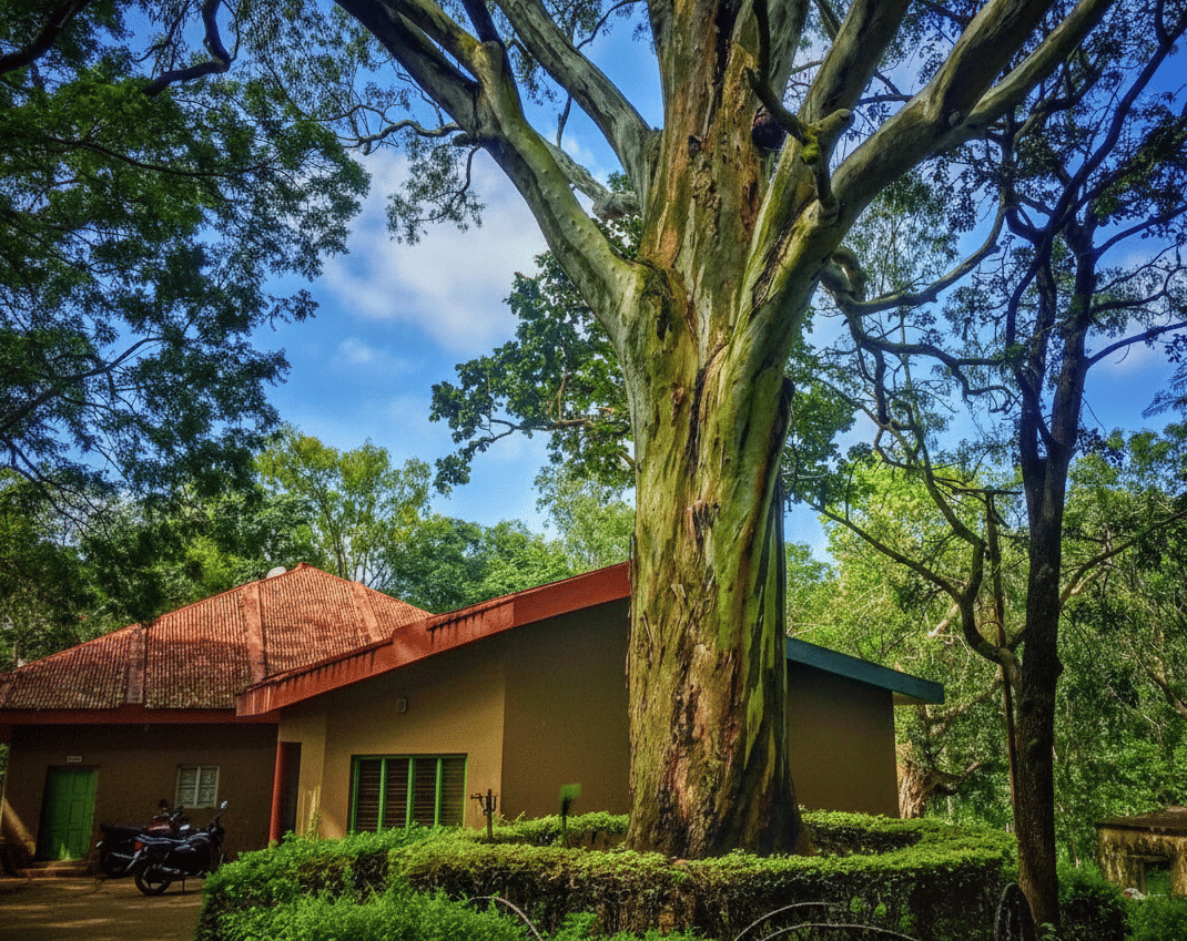 Kalyani Eucalyptus Tree