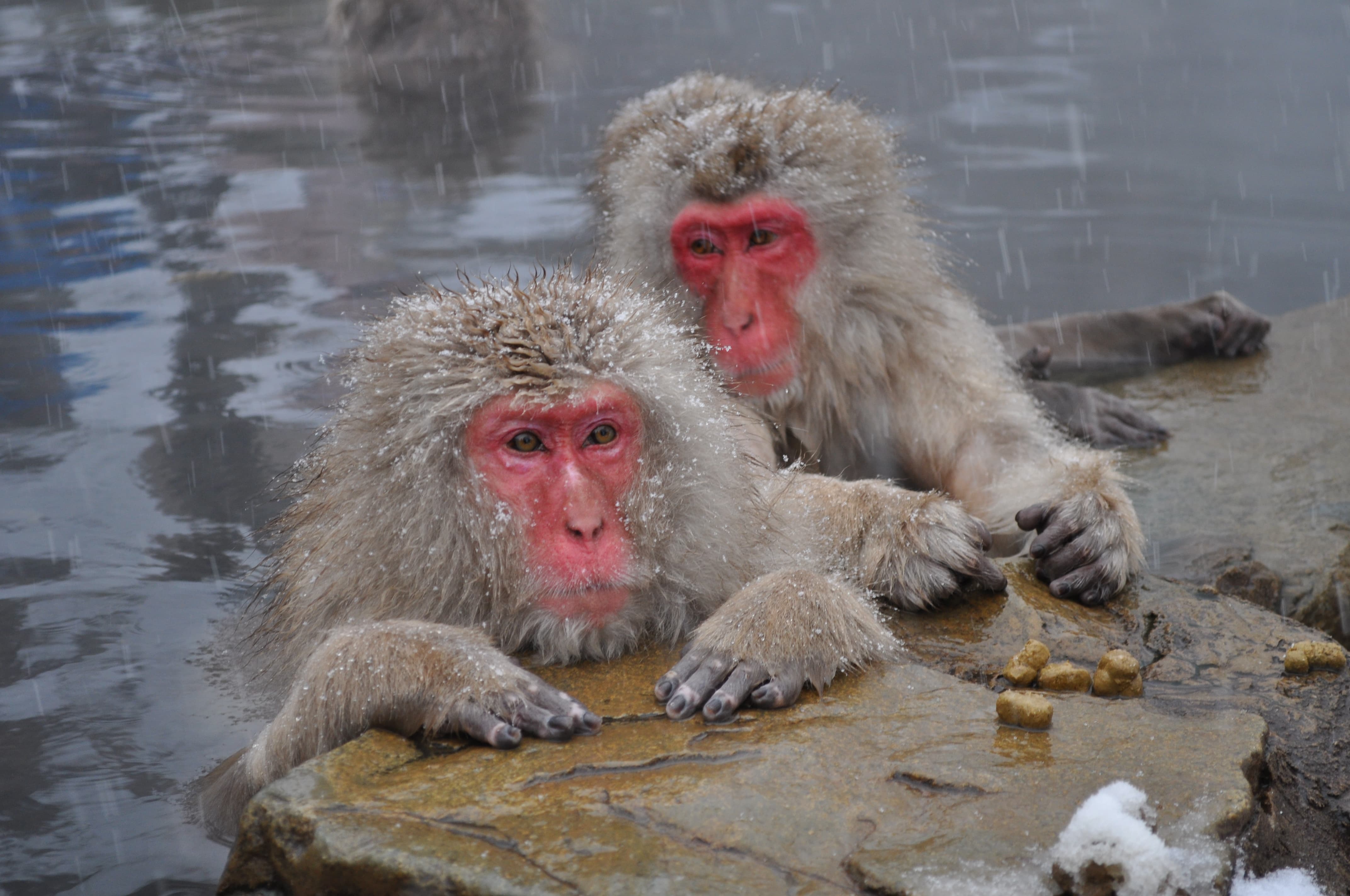 Jigokudani Monkey Park (Nagano)