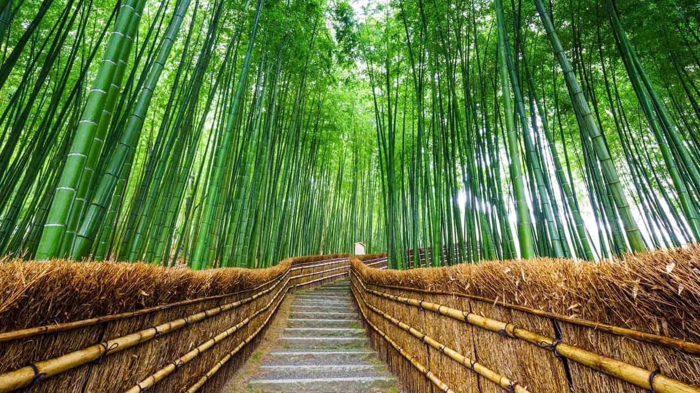 Arashiyama Bamboo Grove, Kyoto