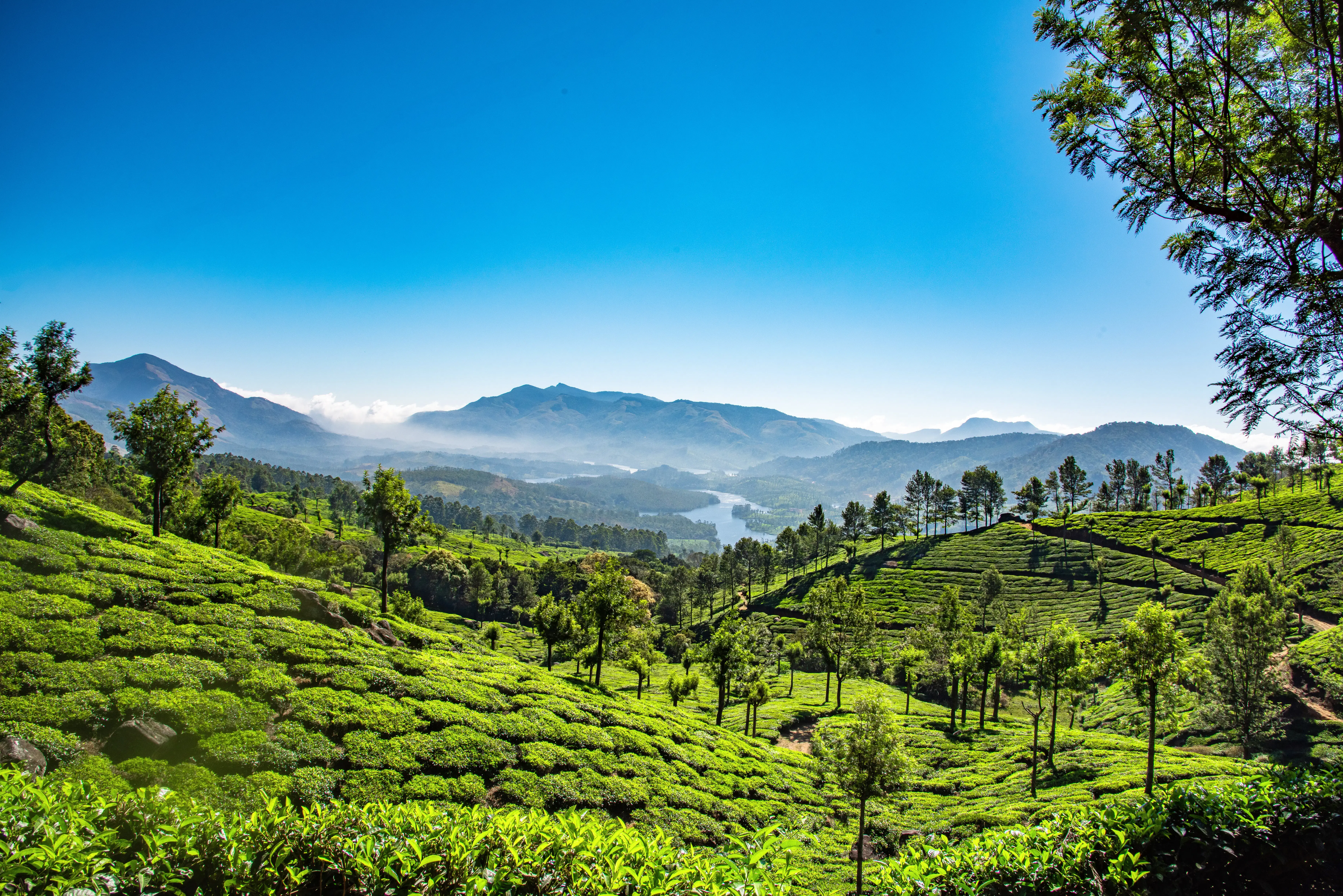 Experience The Chill In Munnar’s Tea Gardens