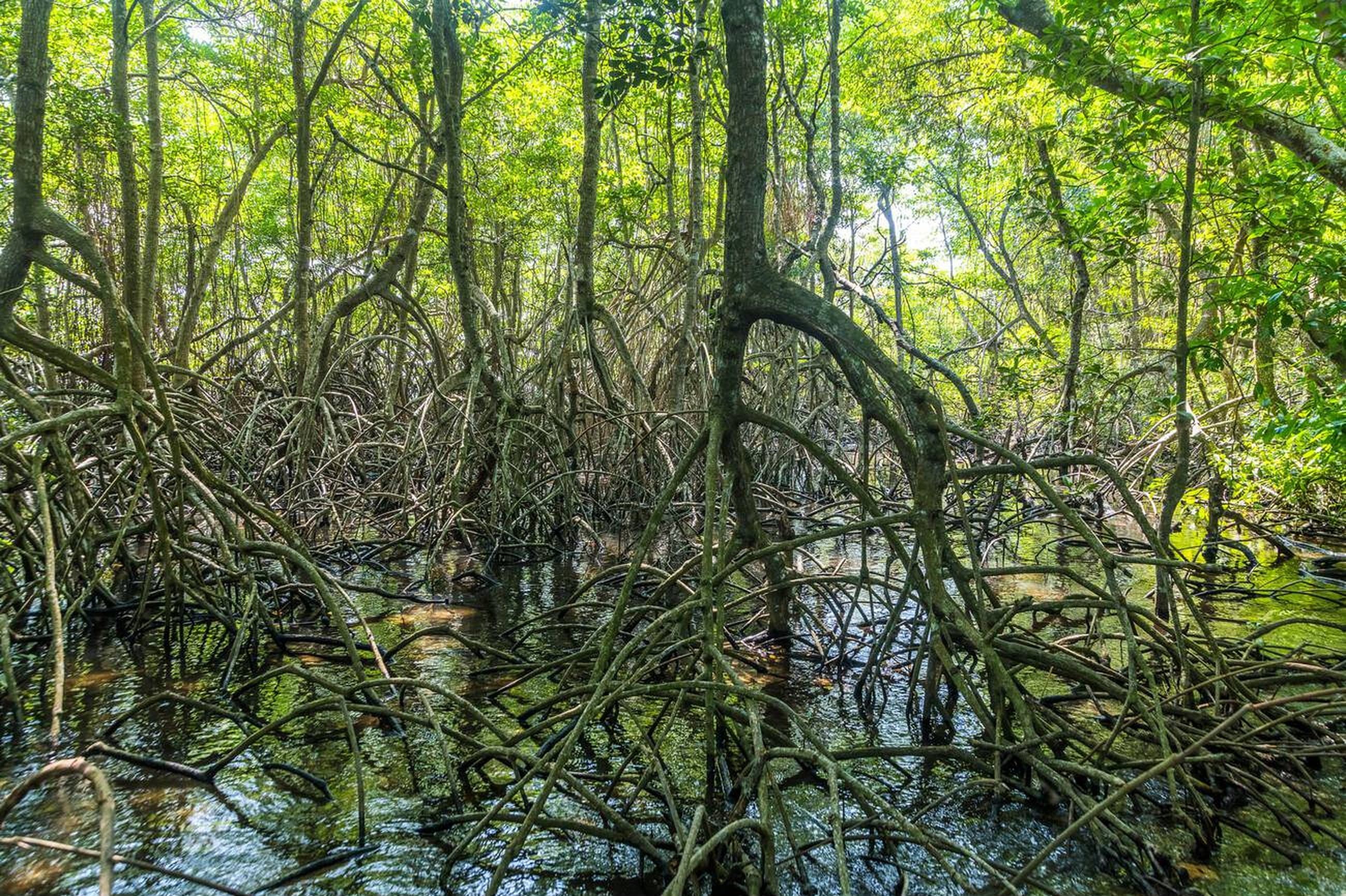 West Bali National Park