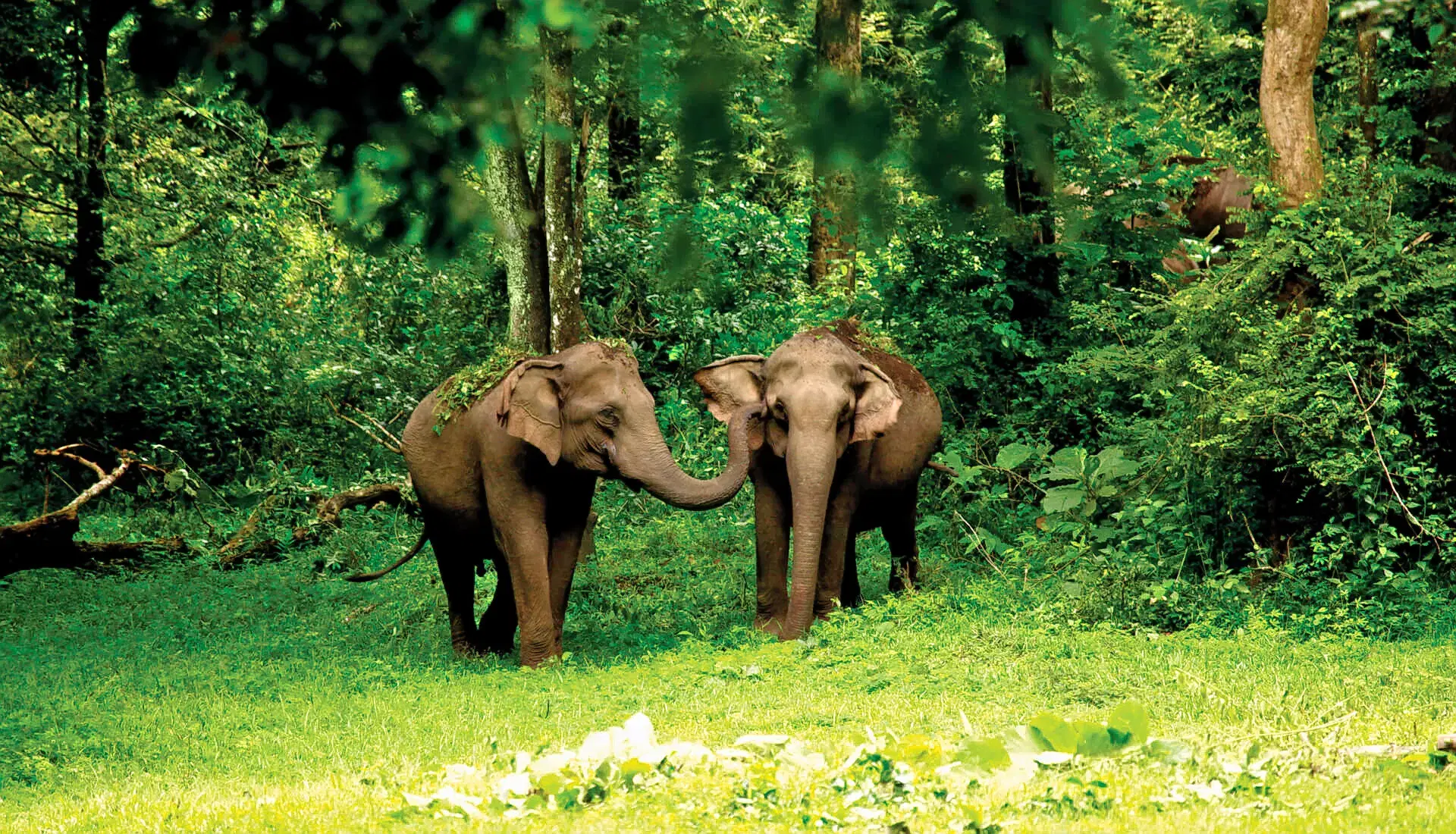 Spot Wildlife In Periyar’s Cool Forests