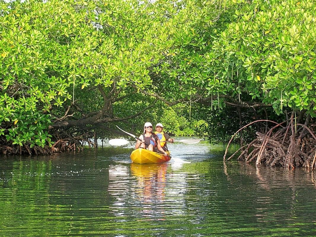 Kayaking in Mangroves