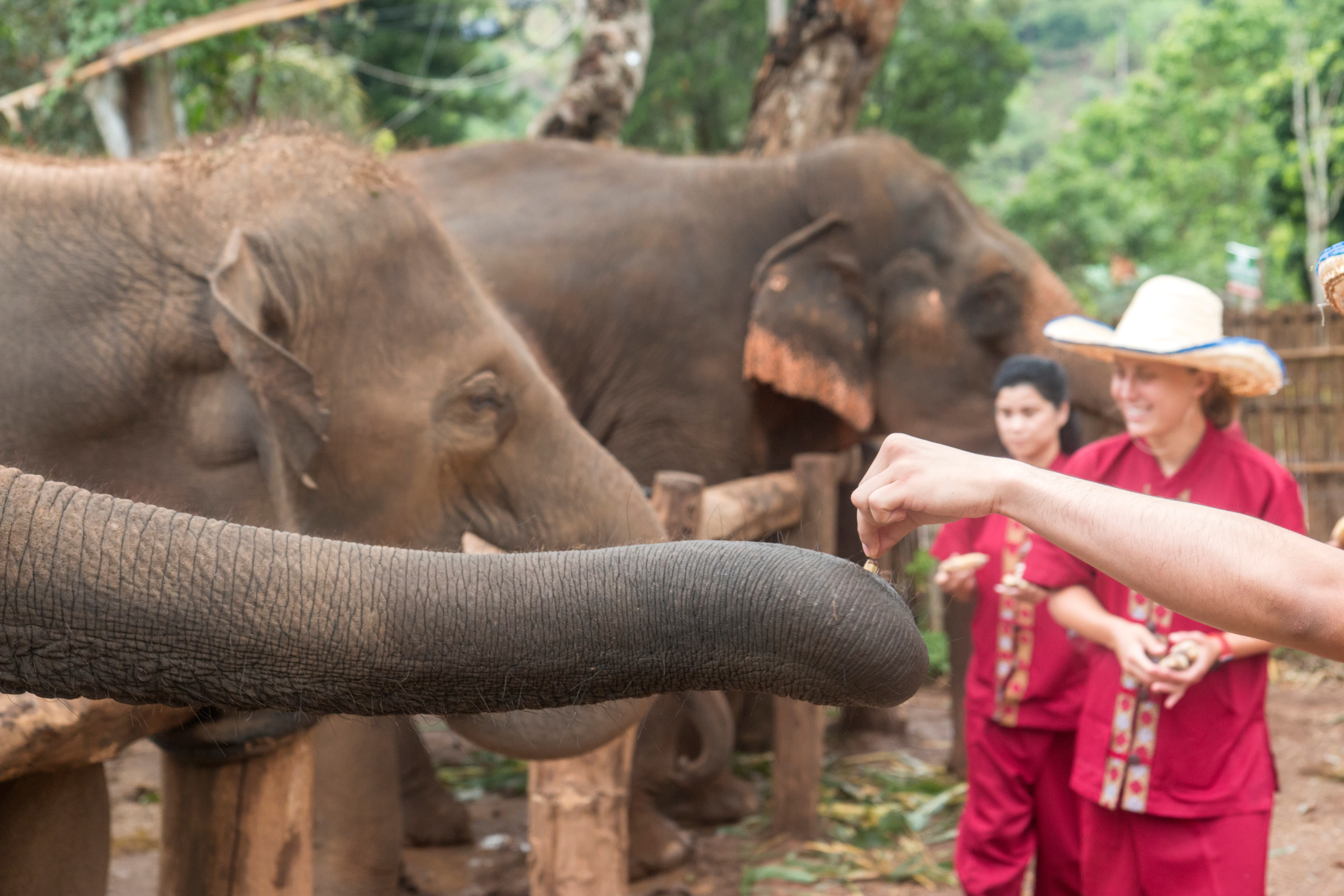 Spend A Day At An Ethical Elephant Sanctuary