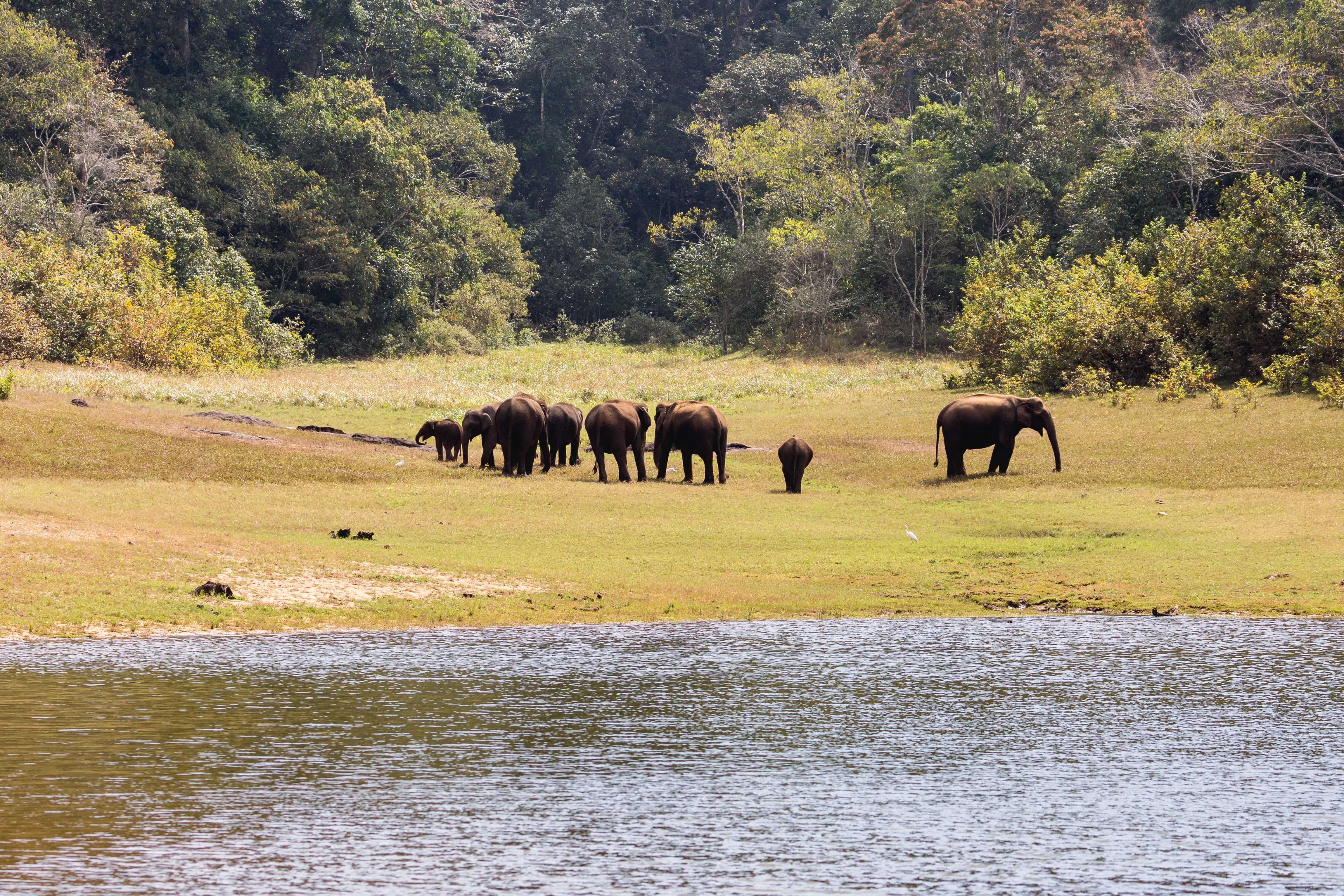 Thekkady (Periyar Wildlife Sanctuary)